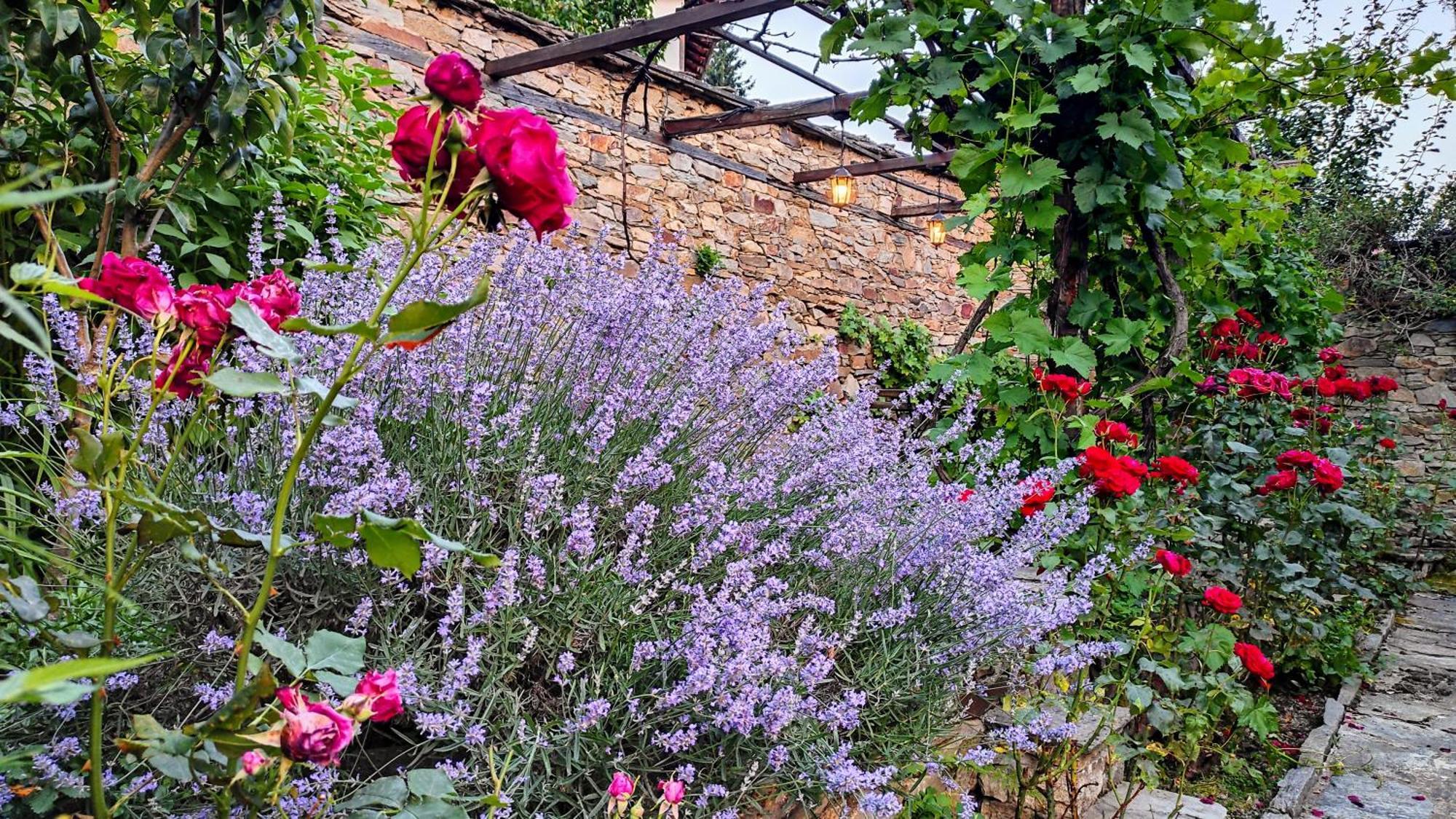 Kovačevica Kalinia Guesthouse B&B מראה חיצוני תמונה